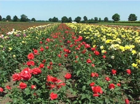 Lottum NL : Am Ortsrand von Lottum gibt es einige Rosenfelder 